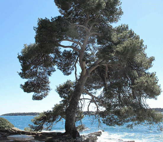 קליפת עץ אורן צרפתי ממקור ימי