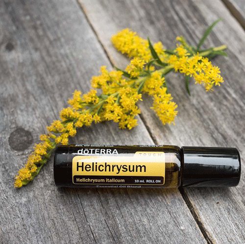 Helichrysum Touch