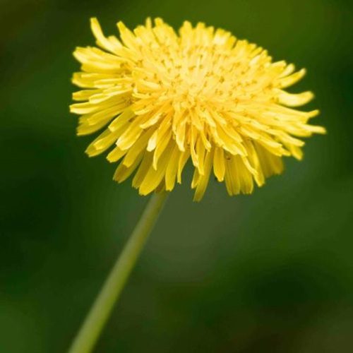שן-ארי (Dandelion, Taraxacum officinale)