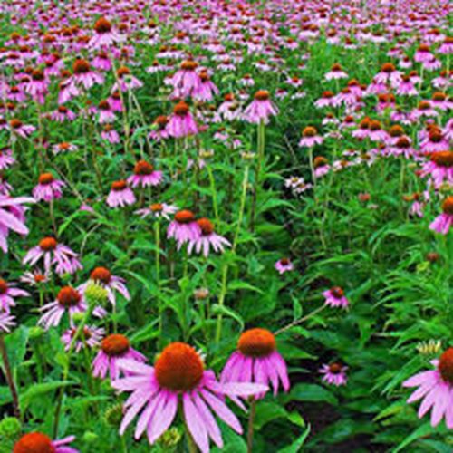 אכיניצאה